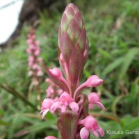 Satyrium nepalense D.Don