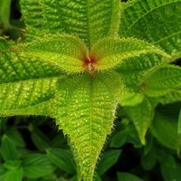 Miconia crenata (Vahl) Michelang.