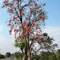 Butea monosperma (Lam.) Kuntze