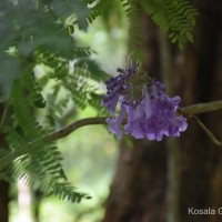 Jacaranda mimosifolia D.Don