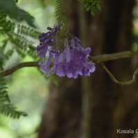 Jacaranda mimosifolia D.Don