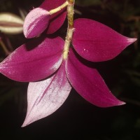 Tradescantia zebrina Bosse