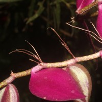 Tradescantia zebrina Bosse