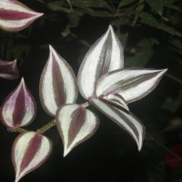 <i>Tradescantia zebrina</i>  Bosse