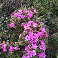 Osbeckia buxifolia Arn.