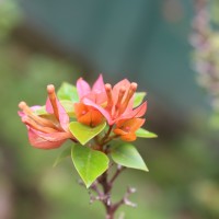 Bougainvillea spectabilis Willd.