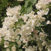 Bougainvillea spectabilis Willd.