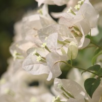 Bougainvillea spectabilis Willd.