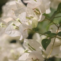 Bougainvillea spectabilis Willd.