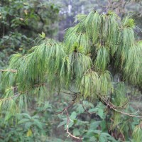 Pinus patula Schiede ex Schltdl. & Cham.