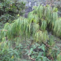 <i>Pinus patula</i> Schiede ex Schltdl. & Cham.