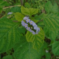 Heliotropium indicum L.