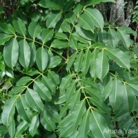 Spondias pinnata (L.f.) Kurz