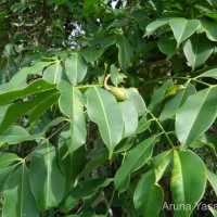 Spondias pinnata (L.f.) Kurz