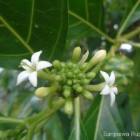 Morinda citrifolia L.