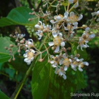 Berrya cordifolia (Willd.) Burret