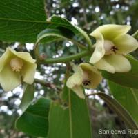 Diospyros malabarica (Desr.) Kostel.