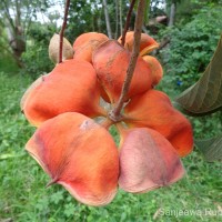 Sterculia balanghas L.