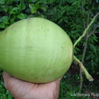 Cocos nucifera L.