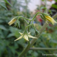 Solanum lycopersicum L.