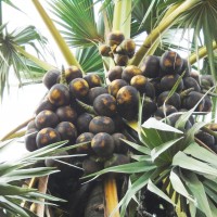 Borassus flabellifer L.
