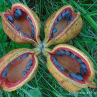 Sterculia foetida L.