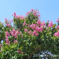 Lagerstroemia speciosa (L.) Pers.