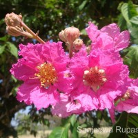 Lagerstroemia speciosa (L.) Pers.