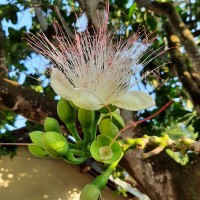 Barringtonia asiatica (L.) Kurz