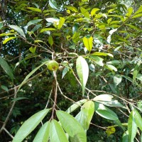 Eugenia terpnophylla Thwaites