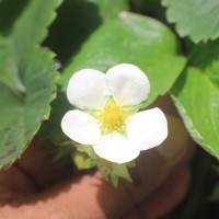 Fragaria vesca L.