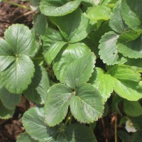 Fragaria vesca L.