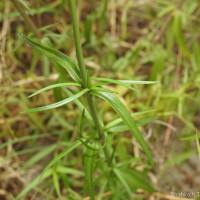 Oldenlandia stricta L.