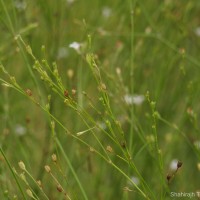 Oldenlandia stricta L.