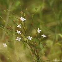 Oldenlandia stricta L.