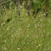 Oldenlandia stricta L.