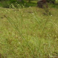 Oldenlandia stricta L.