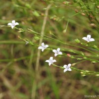 Oldenlandia stricta L.