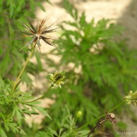 Cosmos sulphureus Cav.