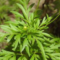 Cosmos sulphureus Cav.