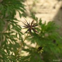 Cosmos sulphureus Cav.