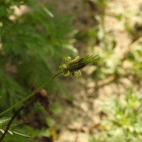 Cosmos sulphureus Cav.