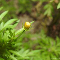 Cosmos sulphureus Cav.