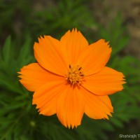 Cosmos sulphureus Cav.