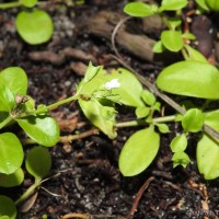 Leptopetalum biflorum (L.) Neupane & N.Wikstr.