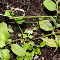 Leptopetalum biflorum (L.) Neupane & N.Wikstr.