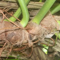 Philodendron giganteum Schott