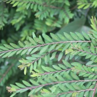 Phyllanthus myrtifolius (Wight) Müll.Arg.