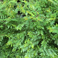 <i>Phyllanthus myrtifolius</i>  (Wight) M  ll.Arg.