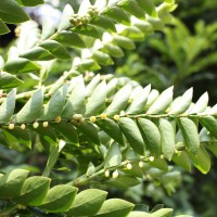 Phyllanthus buxifolius (Blume) Müll.Arg.